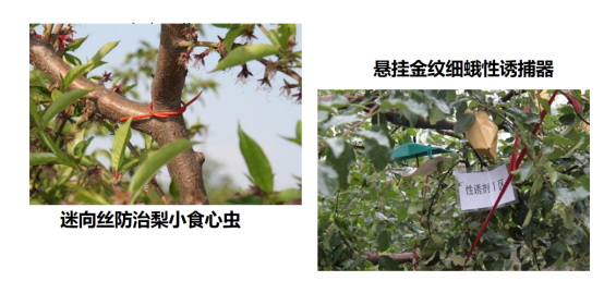王亞紅(1)1946.jpg