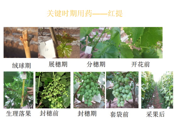 劉鳳弼2018.jpg