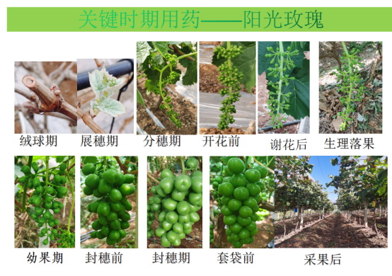 劉鳳弼2020.jpg