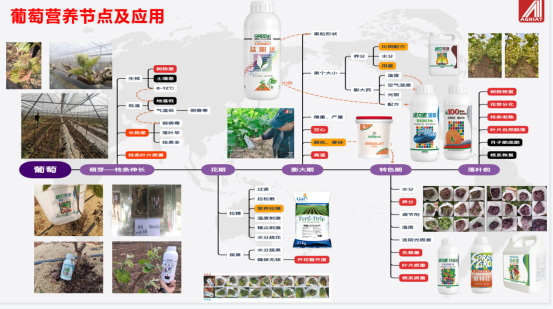 杭州瑞年何金鋼：葡萄的可持續化品質節點管理和特肥田間服務599.jpg
