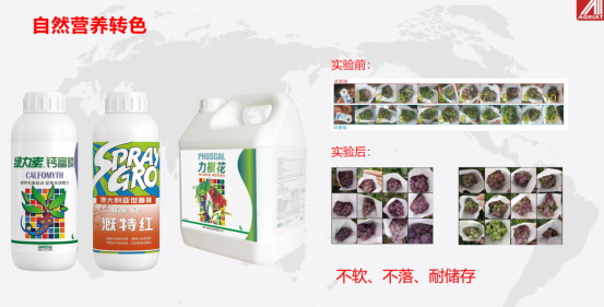 杭州瑞年何金鋼：葡萄的可持續化品質節點管理和特肥田間服務816.jpg