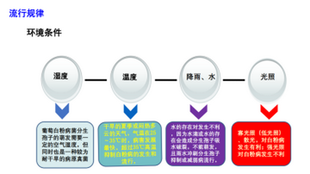 云南葡萄病蟲害發生規律與綜合防控技術方案1709.png