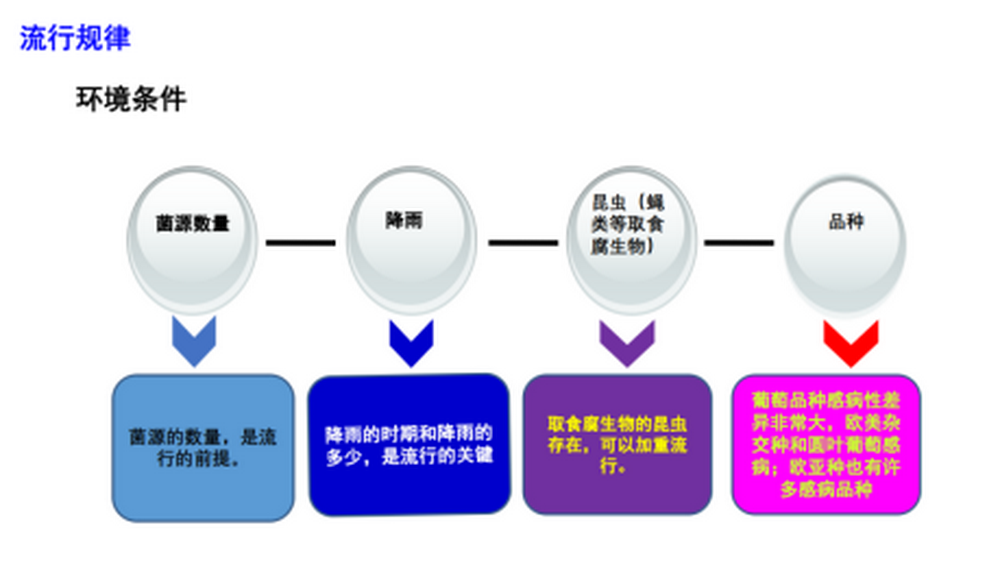 云南葡萄病虫害发生规律与综合防控技术方案2087.png