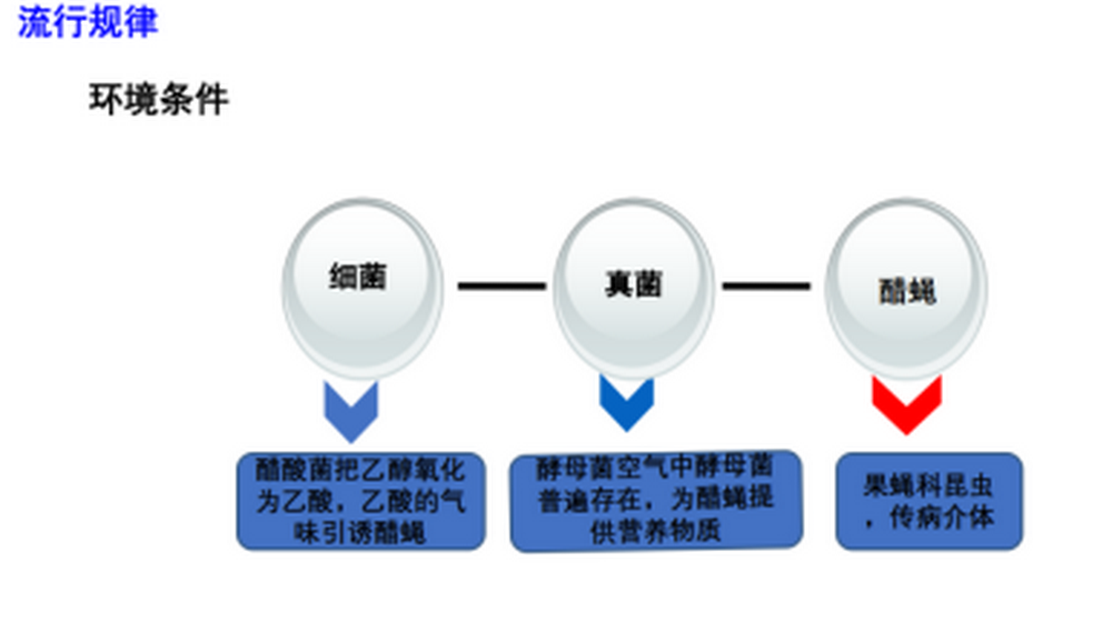 云南葡萄病蟲害發生規律與綜合防控技術方案2265.png