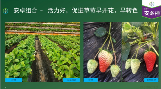 趙志偉：拜耳“安卓”組合在在高價值經濟作物效果展示1036.jpg