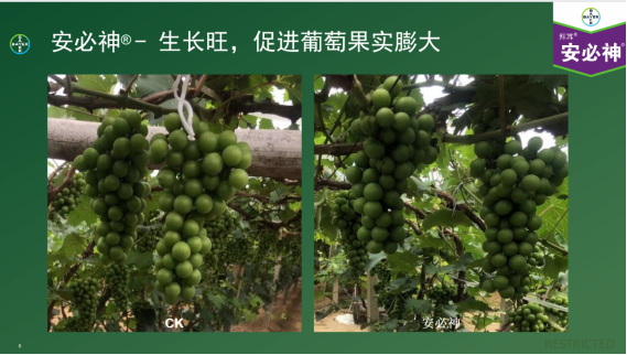 趙志偉：拜耳“安卓”組合在在高價值經濟作物效果展示1038.jpg