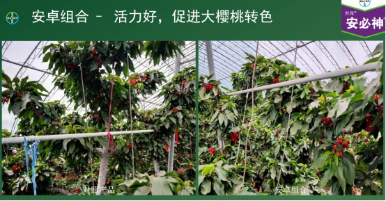 趙志偉：拜耳“安卓”組合在在高價值經濟作物效果展示1040.jpg