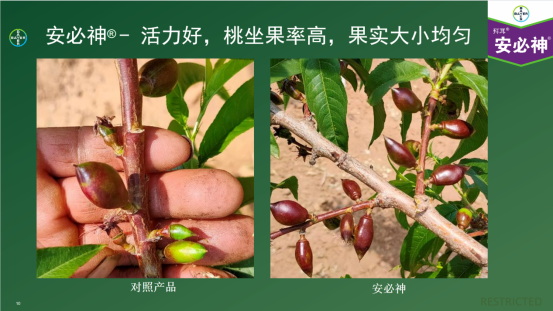 趙志偉：拜耳“安卓”組合在在高價值經濟作物效果展示1042.jpg