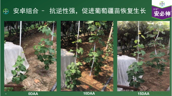趙志偉：拜耳“安卓”組合在在高價值經濟作物效果展示1044.jpg