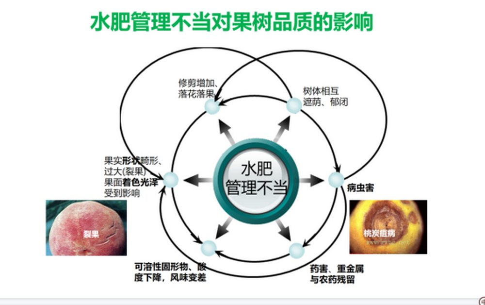 陈清：功能水溶性肥料在果蔬优质生产中的应用488.jpg