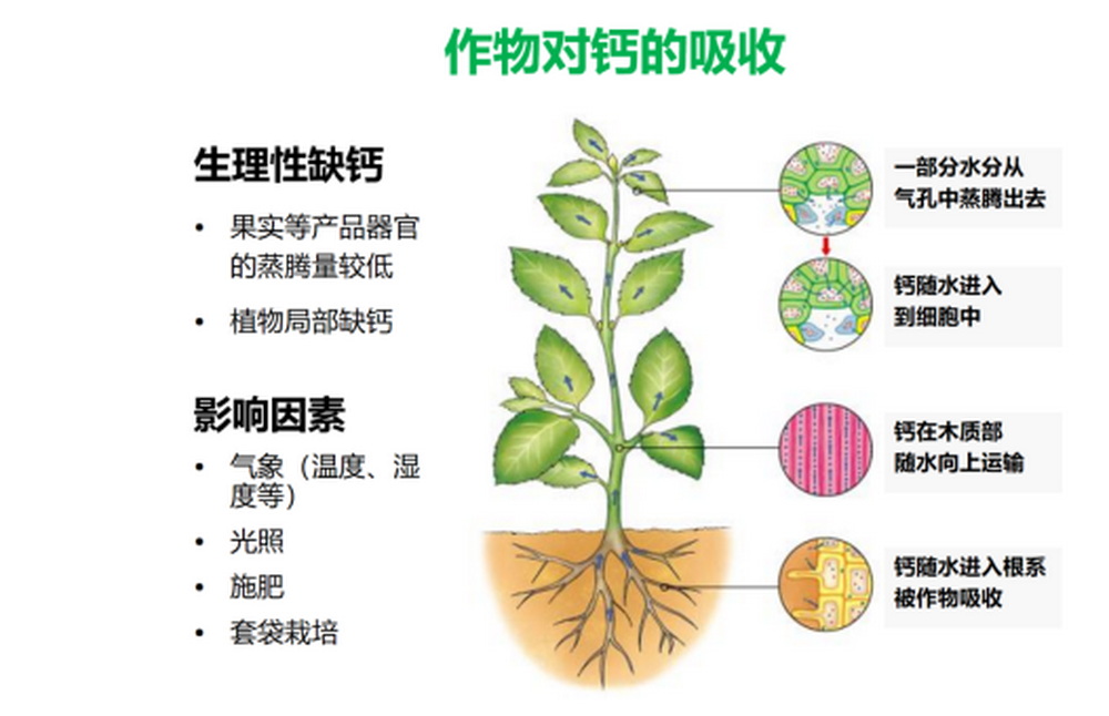 陈清：功能水溶性肥料在果蔬优质生产中的应用791.jpg