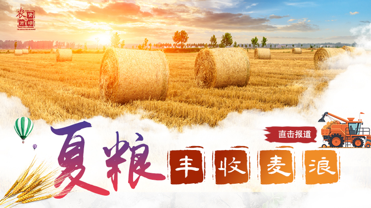 夏粮丰收专题