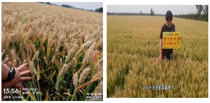 微信截图_20250604091803.png