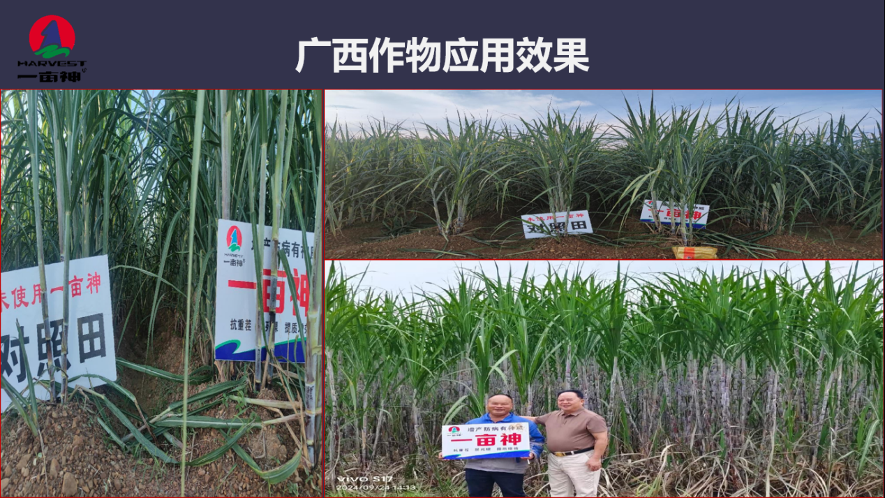 图片33.png