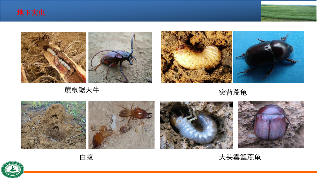 图片40.png