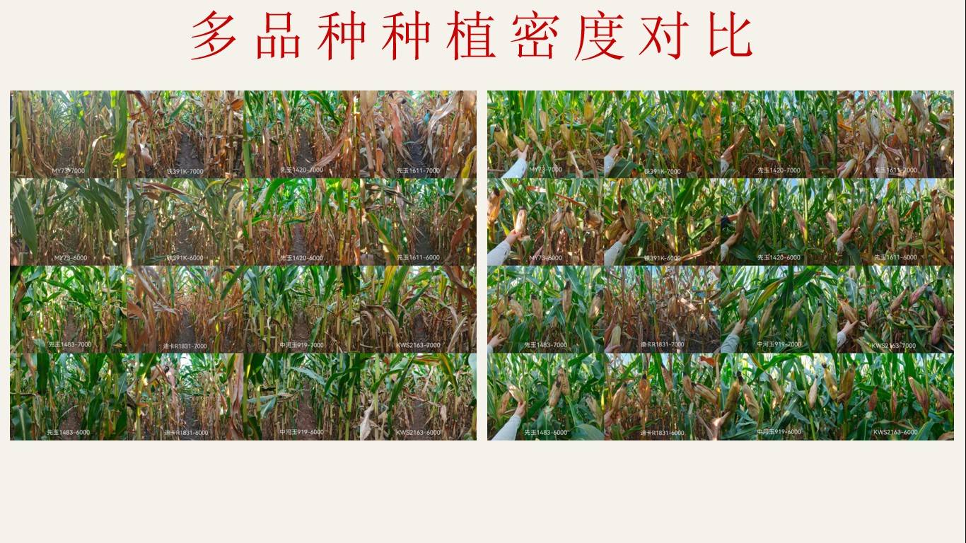 图片 6.jpg